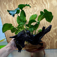 Scapeshop.com.au One Only Double Anubias Barteri on Extra-Large Driftwood  - One Only - Bold Double Anubias Barteri on Extra-Large Driftwood  - One Only - Bold