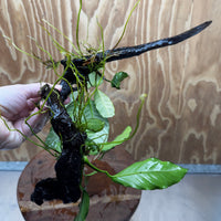 Scapeshop.com.au One Only Double Anubias - Coffeefolia and Angela on Large Driftwood  - One Only - Snakewood Double Anubias - Coffeefolia and Angela on Large Driftwood  - One Only - Snakewood