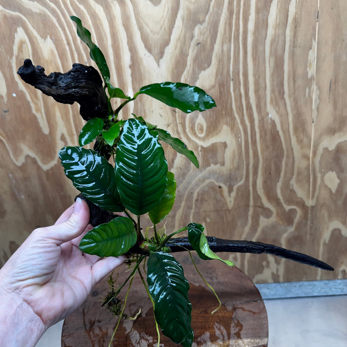 Scapeshop.com.au One Only Double Anubias - Coffeefolia and Angela on Large Driftwood  - One Only - Snakewood Double Anubias - Coffeefolia and Angela on Large Driftwood  - One Only - Snakewood