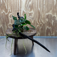 Scapeshop.com.au One Only Double Anubias - Coffeefolia and Angela on Large Driftwood  - One Only - Snakewood Double Anubias - Coffeefolia and Angela on Large Driftwood  - One Only - Snakewood