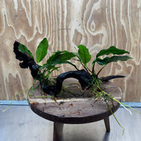 Scapeshop.com.au One Only Double Anubias - Coffeefolia and Angela on Large Driftwood  - One Only - Snakewood Double Anubias - Coffeefolia and Angela on Large Driftwood  - One Only - Snakewood