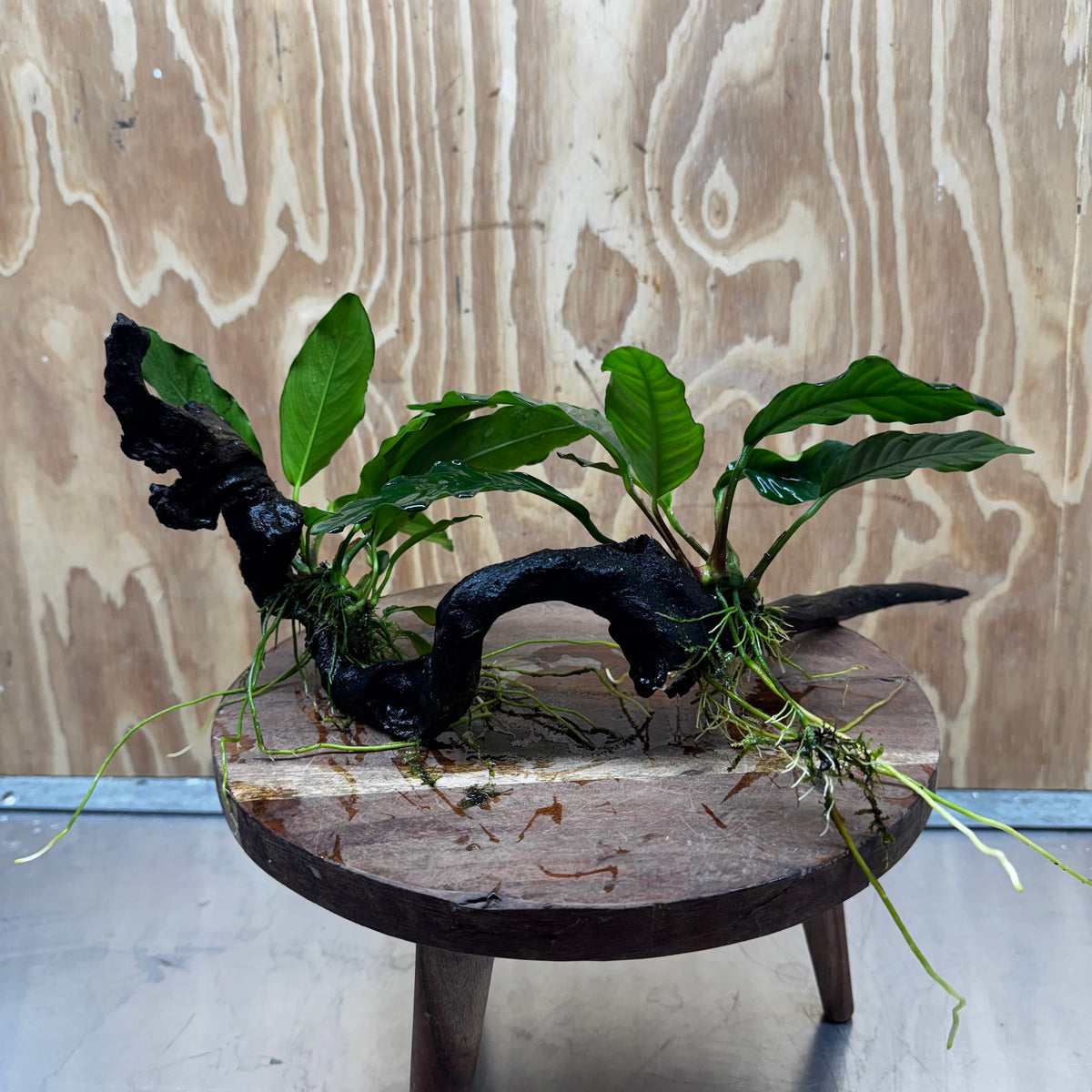 Scapeshop.com.au One Only Double Anubias - Coffeefolia and Angela on Large Driftwood  - One Only - Snakewood Double Anubias - Coffeefolia and Angela on Large Driftwood  - One Only - Snakewood