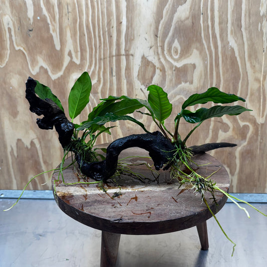 Scapeshop.com.au One Only Double Anubias - Coffeefolia and Angela on Large Driftwood  - One Only - Snakewood Double Anubias - Coffeefolia and Angela on Large Driftwood  - One Only - Snakewood