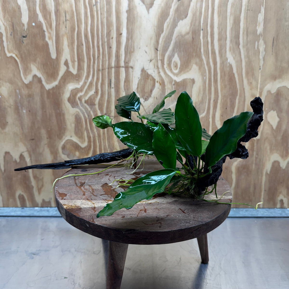 Scapeshop.com.au One Only Double Anubias - Coffeefolia and Angela on Large Driftwood  - One Only - Snakewood Double Anubias - Coffeefolia and Angela on Large Driftwood  - One Only - Snakewood