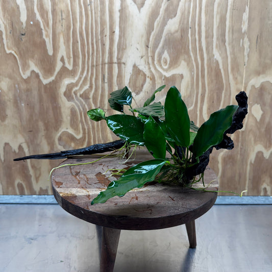 Scapeshop.com.au One Only Double Anubias - Coffeefolia and Angela on Large Driftwood  - One Only - Snakewood Double Anubias - Coffeefolia and Angela on Large Driftwood  - One Only - Snakewood