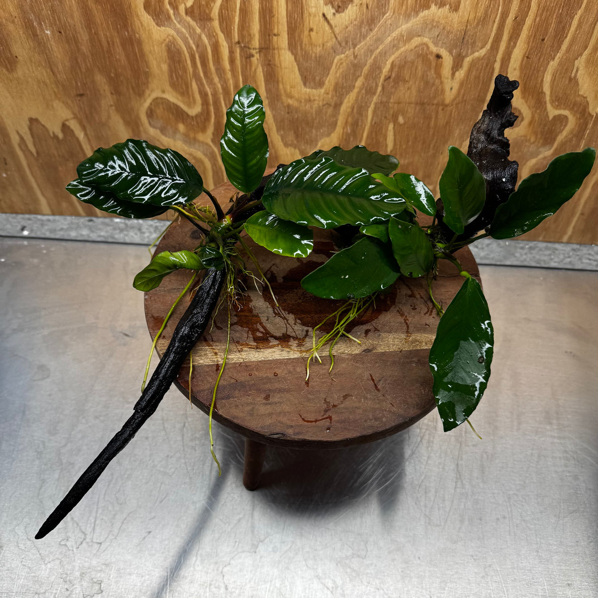 Scapeshop.com.au One Only Double Anubias - Coffeefolia and Angela on Large Driftwood  - One Only - Snakewood Double Anubias - Coffeefolia and Angela on Large Driftwood  - One Only - Snakewood