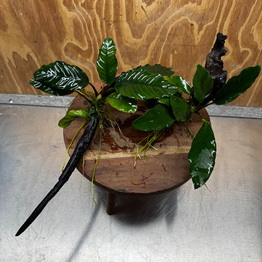 Scapeshop.com.au One Only Double Anubias - Coffeefolia and Angela on Large Driftwood  - One Only - Snakewood Double Anubias - Coffeefolia and Angela on Large Driftwood  - One Only - Snakewood