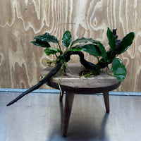 Scapeshop.com.au One Only Double Anubias - Coffeefolia and Angela on Large Driftwood  - One Only - Snakewood Double Anubias - Coffeefolia and Angela on Large Driftwood  - One Only - Snakewood