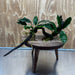 Scapeshop.com.au One Only Double Anubias - Coffeefolia and Angela on Large Driftwood  - One Only - Snakewood Double Anubias - Coffeefolia and Angela on Large Driftwood  - One Only - Snakewood