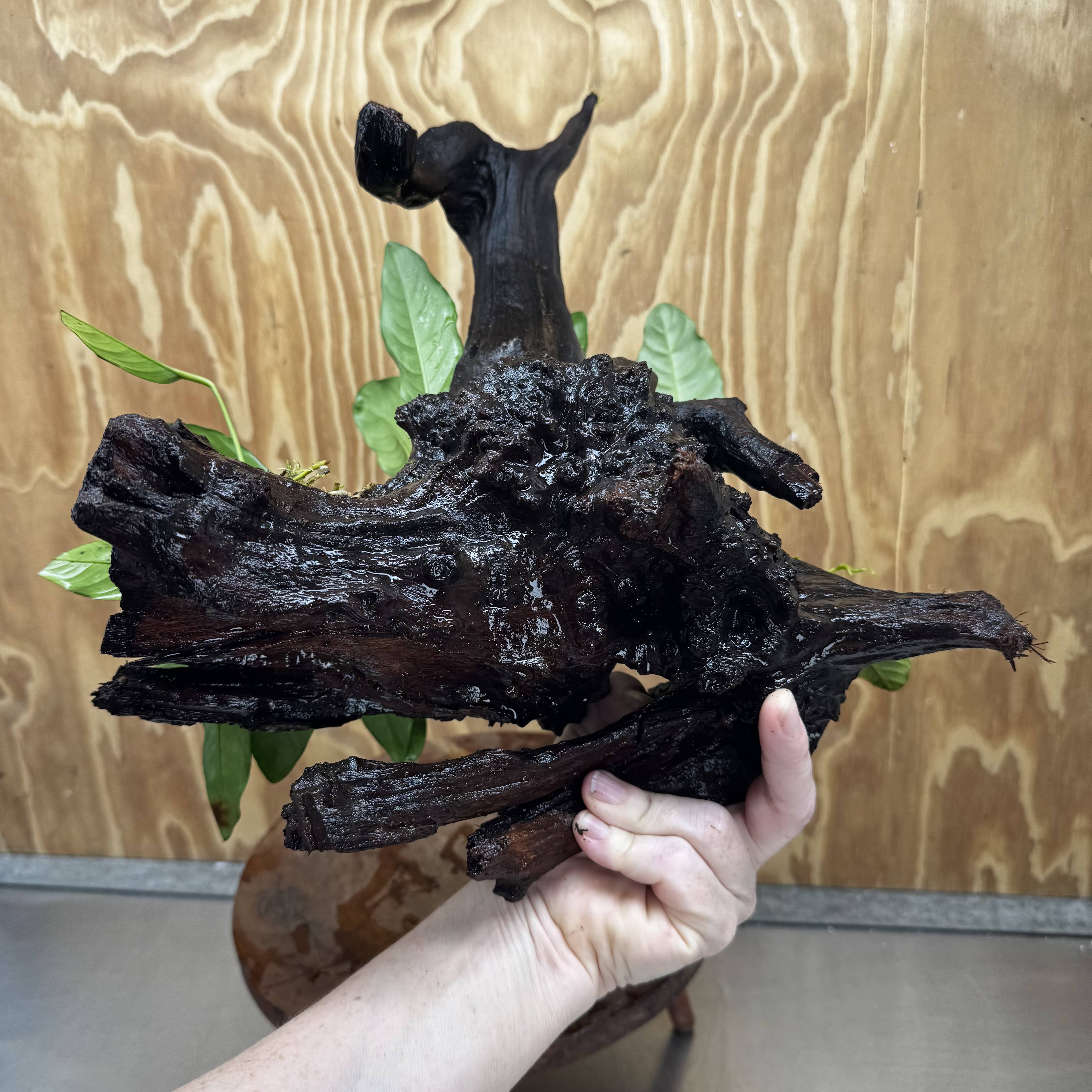 Scapeshop.com.au One Only Double Anubias Coffeefolia and Lucy on Extra-Large Driftwood  - One Only - Bold Double Anubias Coffeefolia and Lucy on Extra-Large Driftwood  - One Only - Bold