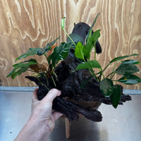 Scapeshop.com.au One Only Double Anubias Coffeefolia and Lucy on Extra-Large Driftwood  - One Only - Bold Double Anubias Coffeefolia and Lucy on Extra-Large Driftwood  - One Only - Bold