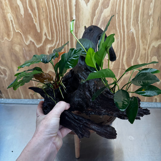 Scapeshop.com.au One Only Double Anubias Coffeefolia and Lucy on Extra-Large Driftwood  - One Only - Bold Double Anubias Coffeefolia and Lucy on Extra-Large Driftwood  - One Only - Bold
