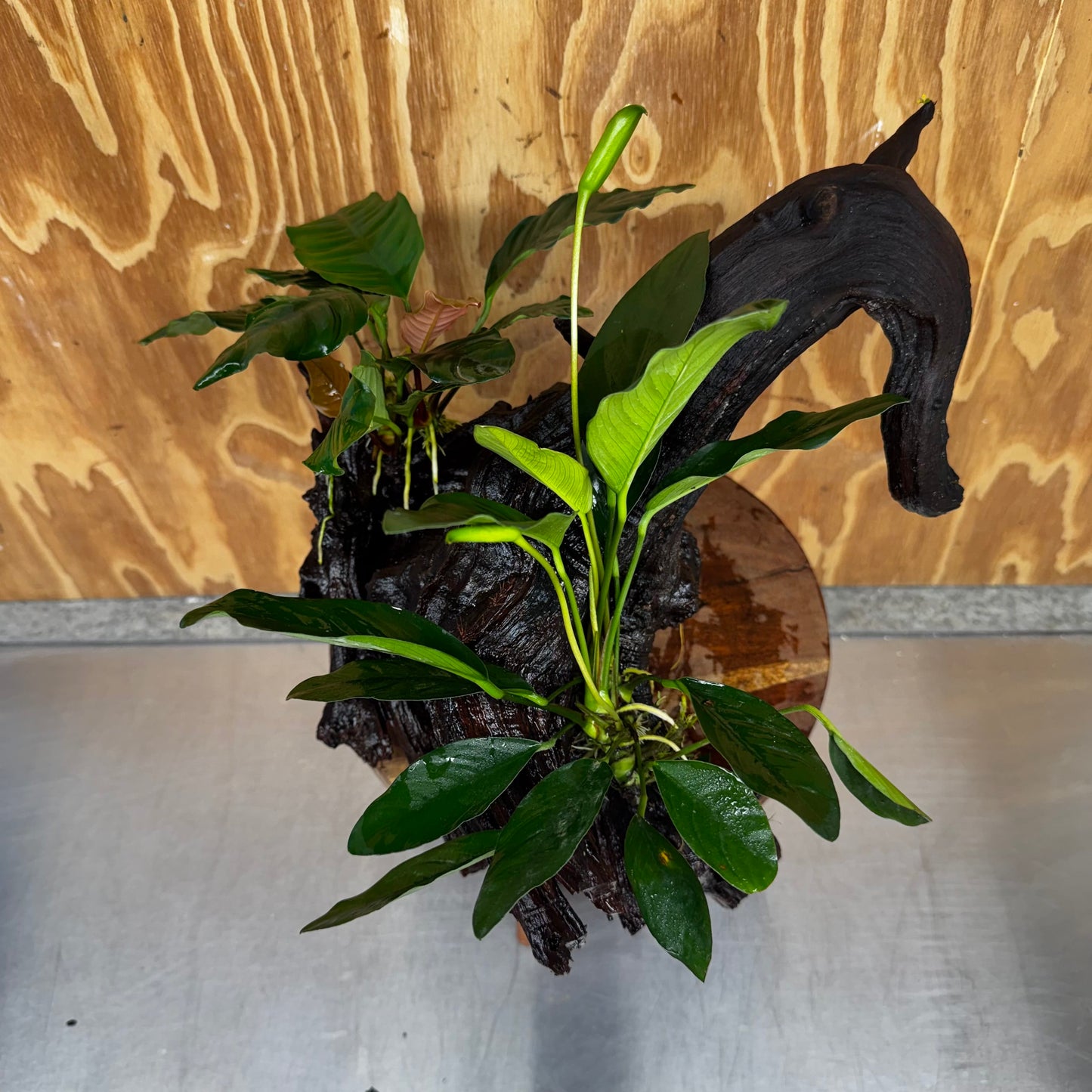 Scapeshop.com.au One Only Double Anubias Coffeefolia and Lucy on Extra-Large Driftwood  - One Only - Bold Double Anubias Coffeefolia and Lucy on Extra-Large Driftwood  - One Only - Bold