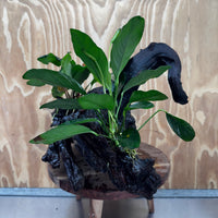 Scapeshop.com.au One Only Double Anubias Coffeefolia and Lucy on Extra-Large Driftwood  - One Only - Bold Double Anubias Coffeefolia and Lucy on Extra-Large Driftwood  - One Only - Bold