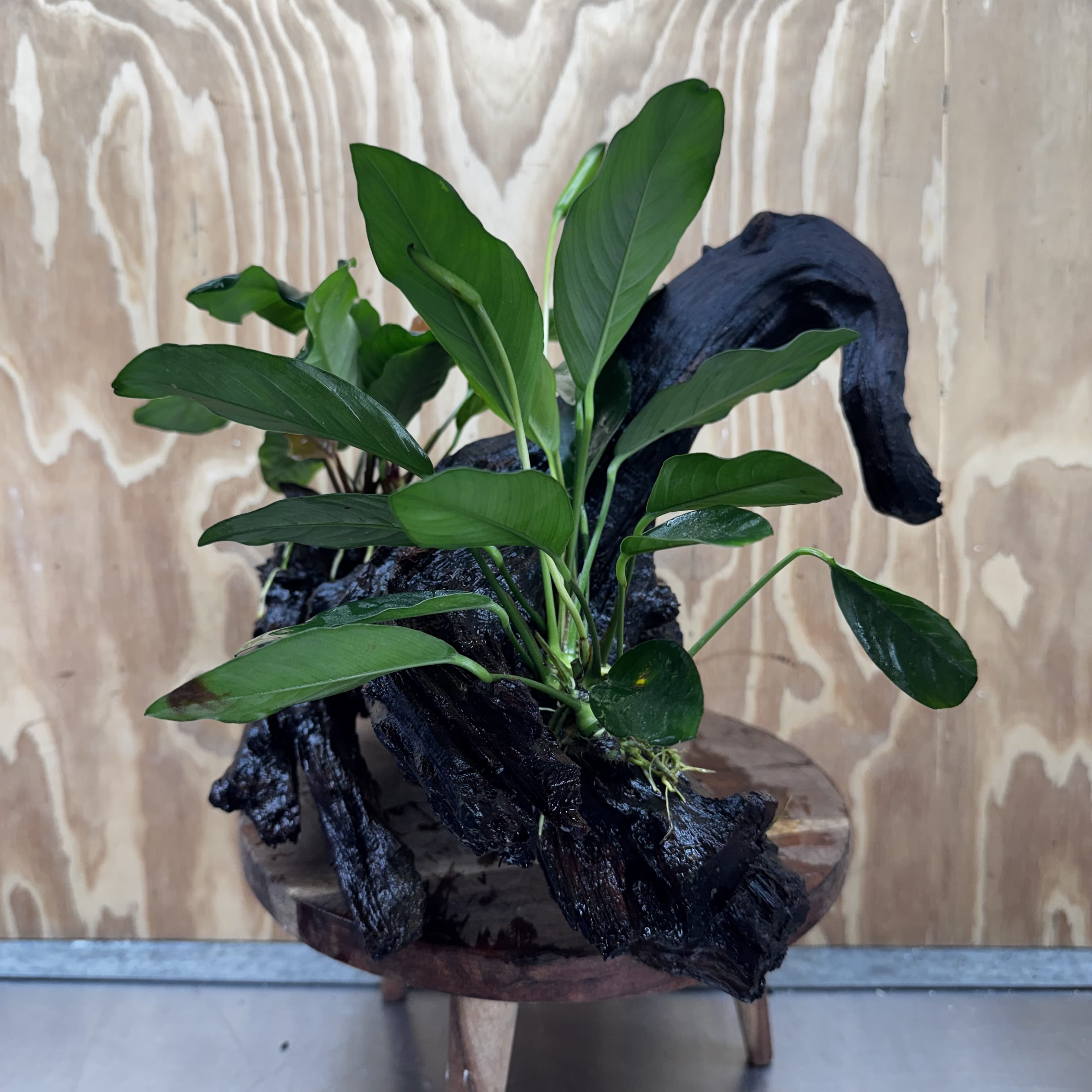 Scapeshop.com.au One Only Double Anubias Coffeefolia and Lucy on Extra-Large Driftwood  - One Only - Bold Double Anubias Coffeefolia and Lucy on Extra-Large Driftwood  - One Only - Bold