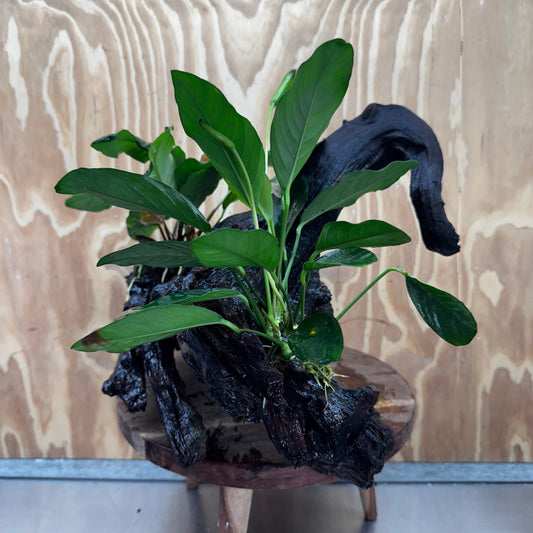 Scapeshop.com.au One Only Double Anubias Coffeefolia and Lucy on Extra-Large Driftwood  - One Only - Bold Double Anubias Coffeefolia and Lucy on Extra-Large Driftwood  - One Only - Bold