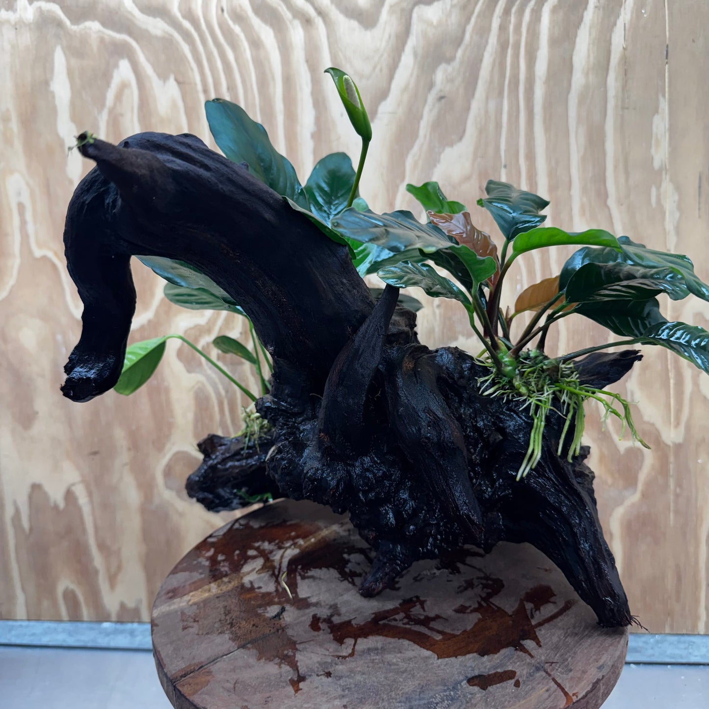 Scapeshop.com.au One Only Double Anubias Coffeefolia and Lucy on Extra-Large Driftwood  - One Only - Bold Double Anubias Coffeefolia and Lucy on Extra-Large Driftwood  - One Only - Bold