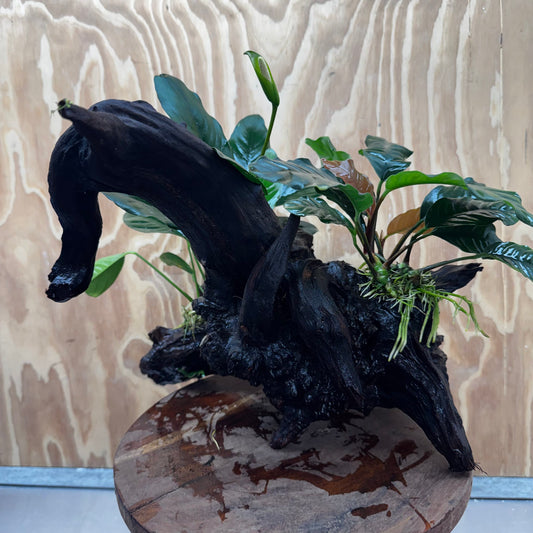 Scapeshop.com.au One Only Double Anubias Coffeefolia and Lucy on Extra-Large Driftwood  - One Only - Bold Double Anubias Coffeefolia and Lucy on Extra-Large Driftwood  - One Only - Bold