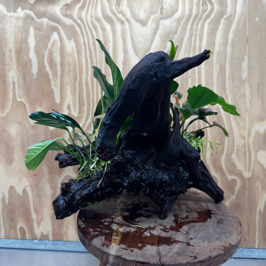 Scapeshop.com.au One Only Double Anubias Coffeefolia and Lucy on Extra-Large Driftwood  - One Only - Bold Double Anubias Coffeefolia and Lucy on Extra-Large Driftwood  - One Only - Bold