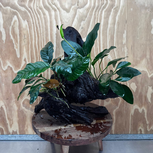 Scapeshop.com.au One Only Double Anubias Coffeefolia and Lucy on Extra-Large Driftwood  - One Only - Bold Double Anubias Coffeefolia and Lucy on Extra-Large Driftwood  - One Only - Bold