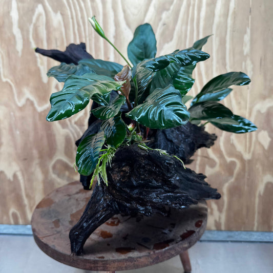 Scapeshop.com.au One Only Double Anubias Coffeefolia and Lucy on Extra-Large Driftwood  - One Only - Bold Double Anubias Coffeefolia and Lucy on Extra-Large Driftwood  - One Only - Bold