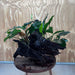 Scapeshop.com.au One Only Double Anubias Coffeefolia and Lucy on Extra-Large Driftwood  - One Only - Bold Double Anubias Coffeefolia and Lucy on Extra-Large Driftwood  - One Only - Bold