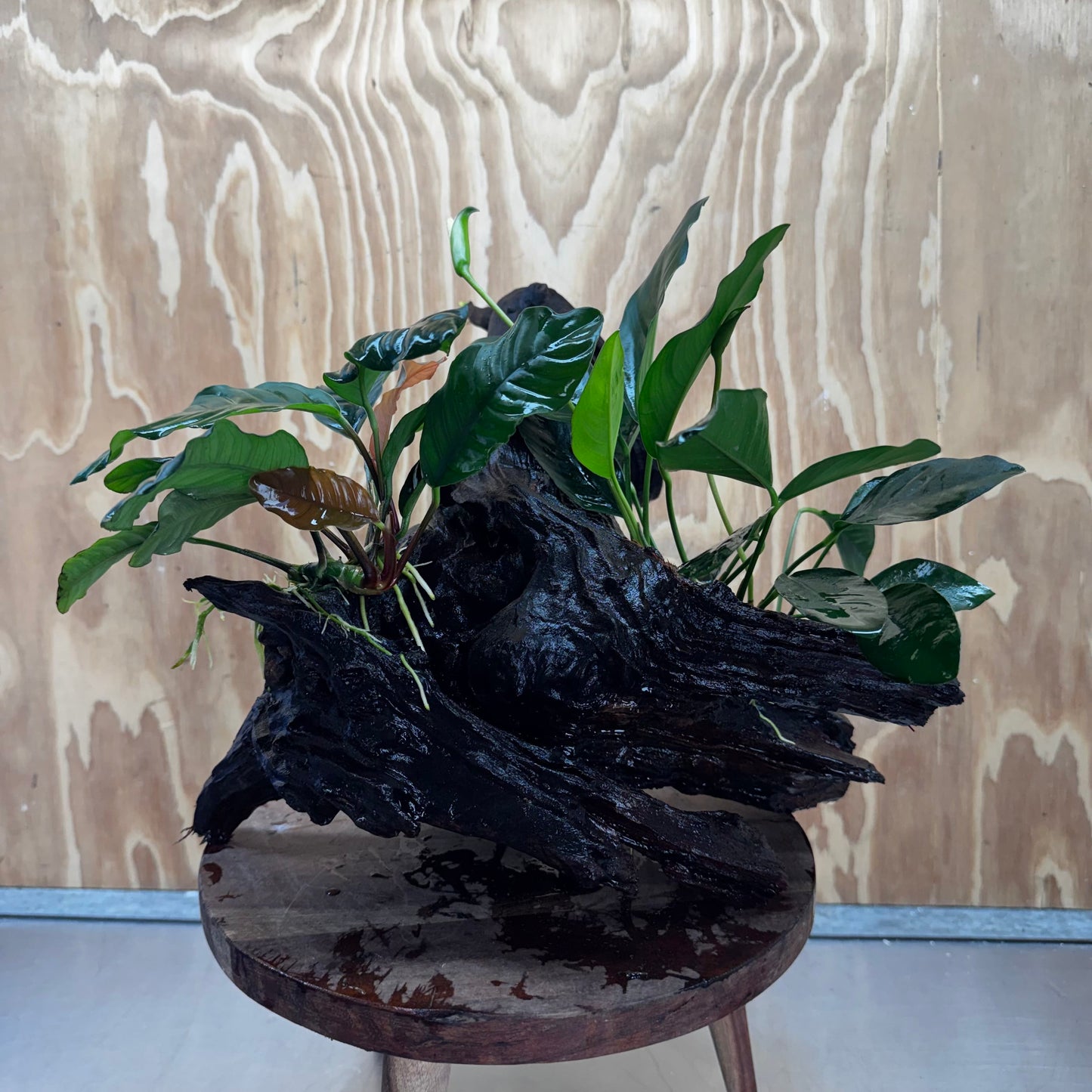 Scapeshop.com.au One Only Double Anubias Coffeefolia and Lucy on Extra-Large Driftwood  - One Only - Bold Double Anubias Coffeefolia and Lucy on Extra-Large Driftwood  - One Only - Bold