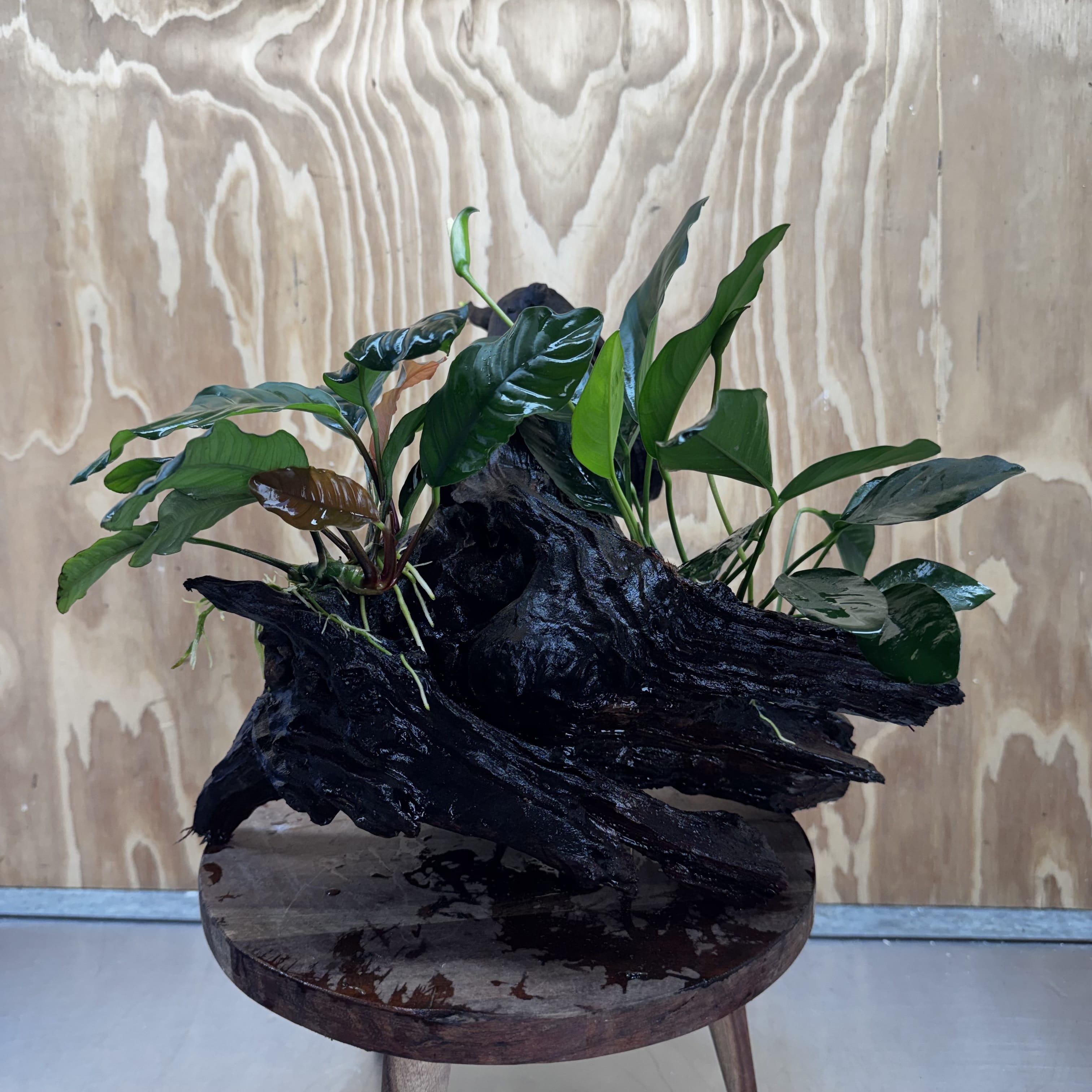 Scapeshop.com.au One Only Double Anubias Coffeefolia and Lucy on Extra-Large Driftwood  - One Only - Bold Double Anubias Coffeefolia and Lucy on Extra-Large Driftwood  - One Only - Bold