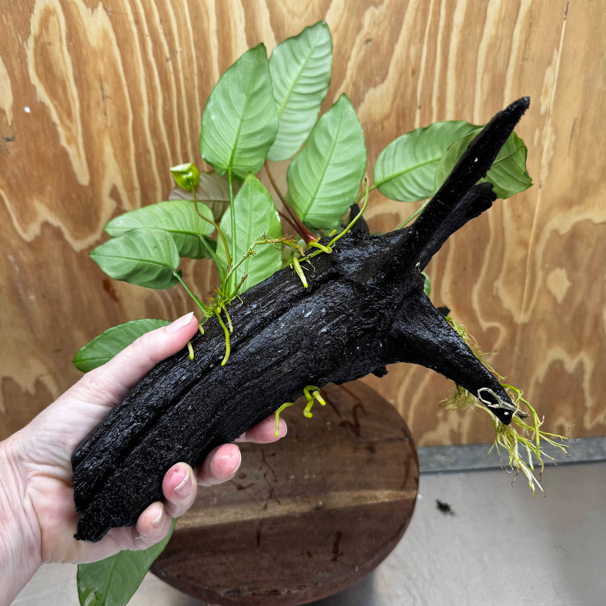 Scapeshop.com.au One Only Double Anubias Driftwood Creation - Coffeefolia & Old Type Barteri - One Only Double Anubias Driftwood Creation - Coffeefolia & Old Type Barteri - One Only