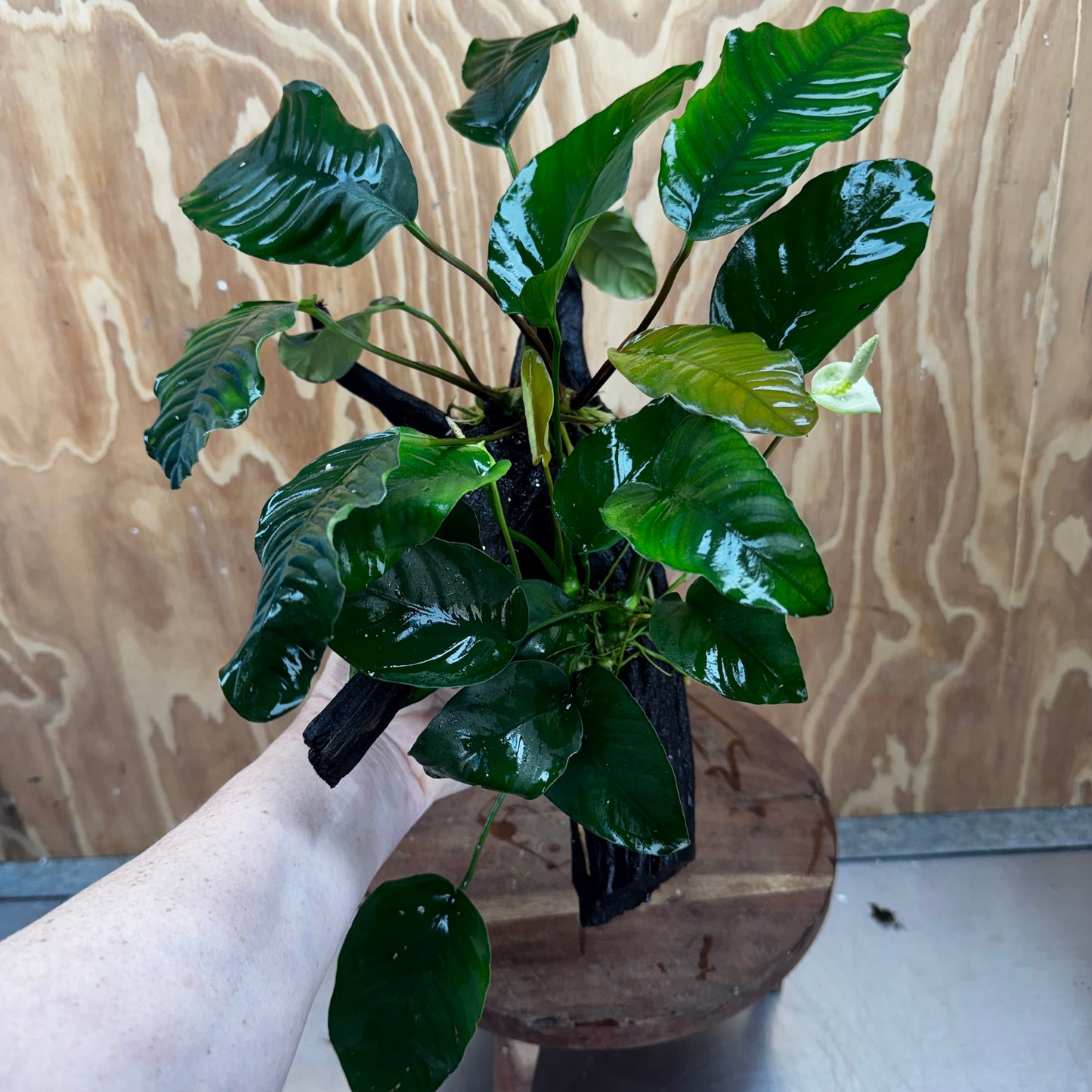 Scapeshop.com.au One Only Double Anubias Driftwood Creation - Coffeefolia & Old Type Barteri - One Only Double Anubias Driftwood Creation - Coffeefolia & Old Type Barteri - One Only