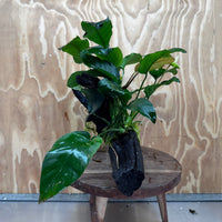 Scapeshop.com.au One Only Double Anubias Driftwood Creation - Coffeefolia & Old Type Barteri - One Only Double Anubias Driftwood Creation - Coffeefolia & Old Type Barteri - One Only