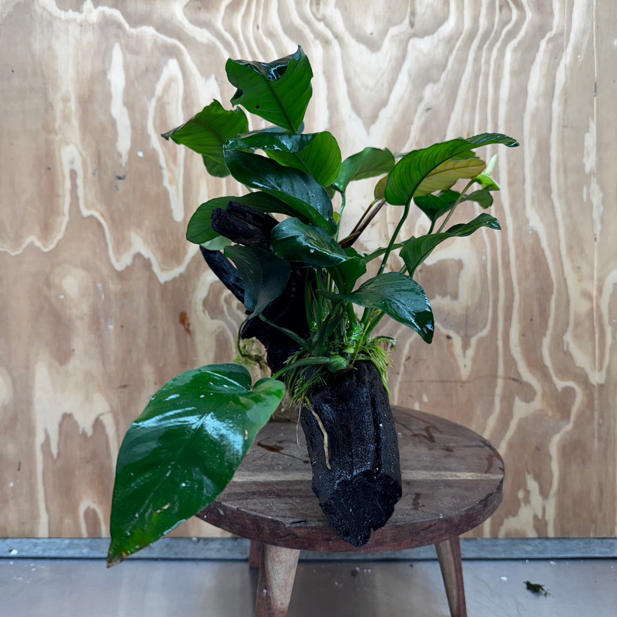 Scapeshop.com.au One Only Double Anubias Driftwood Creation - Coffeefolia & Old Type Barteri - One Only Double Anubias Driftwood Creation - Coffeefolia & Old Type Barteri - One Only