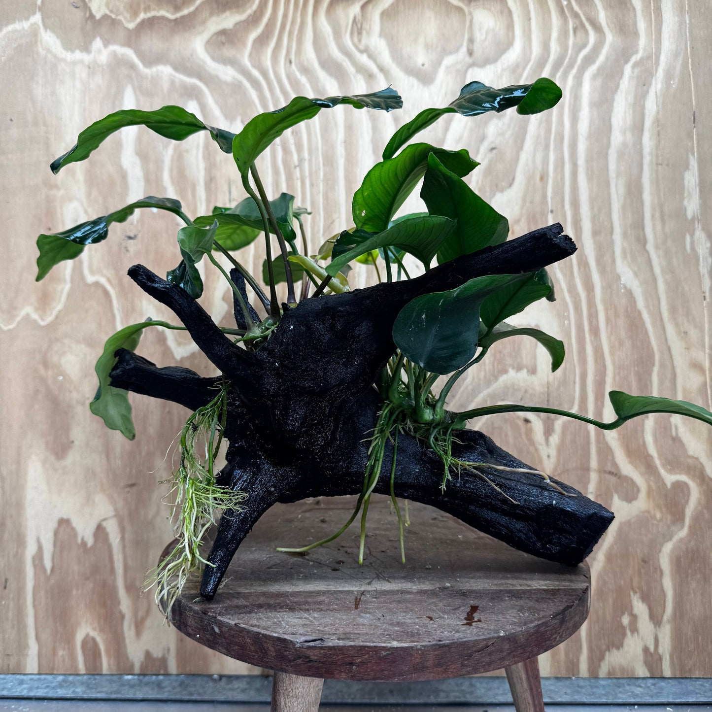 Scapeshop.com.au One Only Double Anubias Driftwood Creation - Coffeefolia & Old Type Barteri - One Only Double Anubias Driftwood Creation - Coffeefolia & Old Type Barteri - One Only