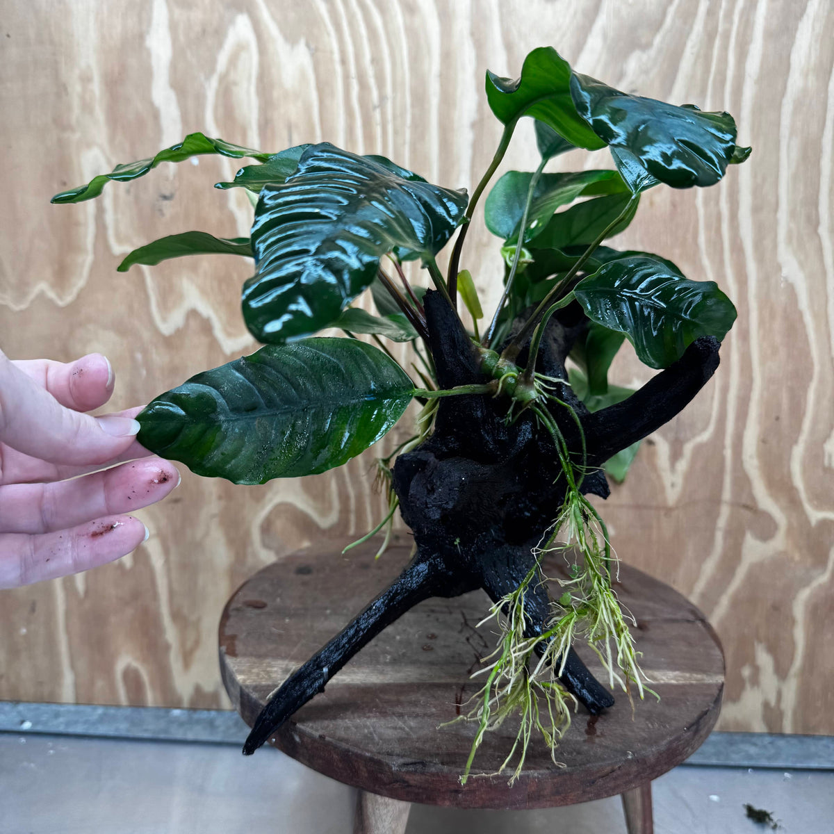 Scapeshop.com.au One Only Double Anubias Driftwood Creation - Coffeefolia & Old Type Barteri - One Only Double Anubias Driftwood Creation - Coffeefolia & Old Type Barteri - One Only