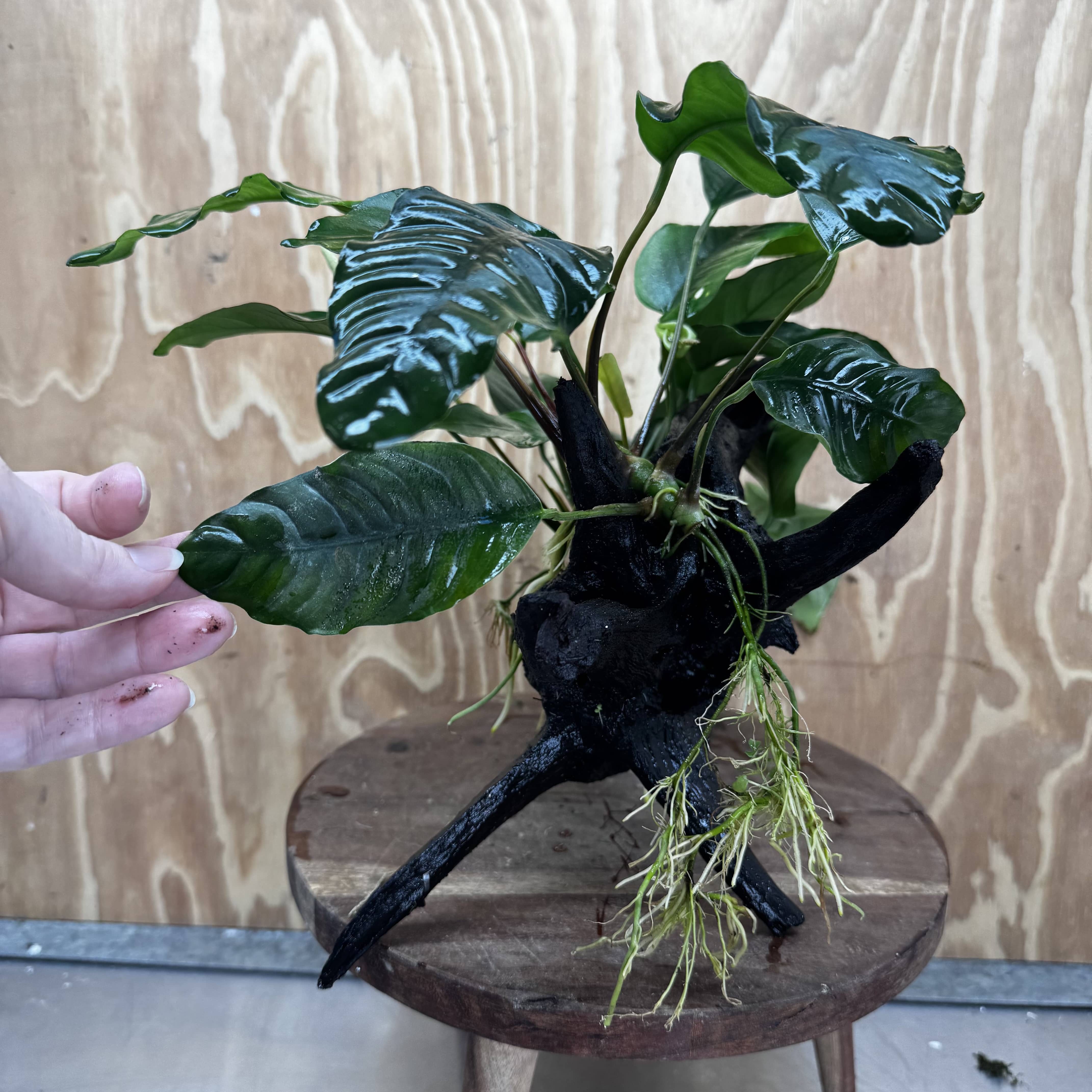 Scapeshop.com.au One Only Double Anubias Driftwood Creation - Coffeefolia & Old Type Barteri - One Only Double Anubias Driftwood Creation - Coffeefolia & Old Type Barteri - One Only