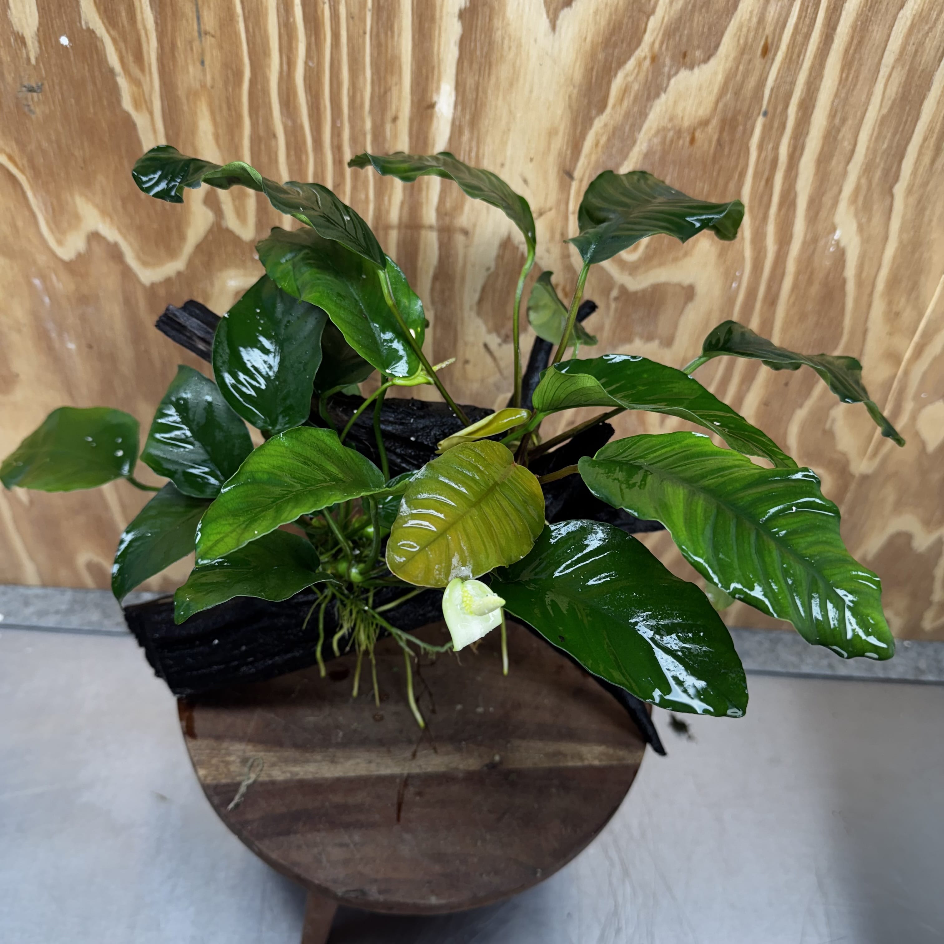 Scapeshop.com.au One Only Double Anubias Driftwood Creation - Coffeefolia & Old Type Barteri - One Only Double Anubias Driftwood Creation - Coffeefolia & Old Type Barteri - One Only