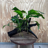 Scapeshop.com.au One Only Double Anubias Driftwood Creation - Coffeefolia & Old Type Barteri - One Only Double Anubias Driftwood Creation - Coffeefolia & Old Type Barteri - One Only