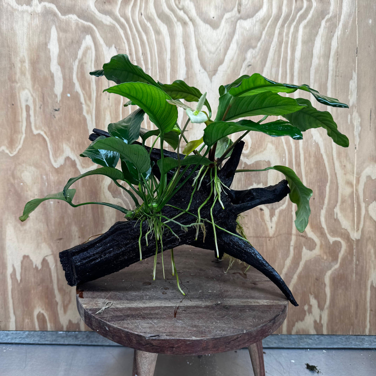Scapeshop.com.au One Only Double Anubias Driftwood Creation - Coffeefolia & Old Type Barteri - One Only Double Anubias Driftwood Creation - Coffeefolia & Old Type Barteri - One Only