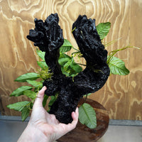Scapeshop.com.au One Only Double Anubias Driftwood Creation - Coffeefolia & Petite Emerald Heart - One Only Double Anubias Driftwood Creation - Coffeefolia & Petite Emerald Heart - One Only