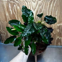 Scapeshop.com.au One Only Double Anubias Driftwood Creation - Coffeefolia & Petite Emerald Heart - One Only Double Anubias Driftwood Creation - Coffeefolia & Petite Emerald Heart - One Only