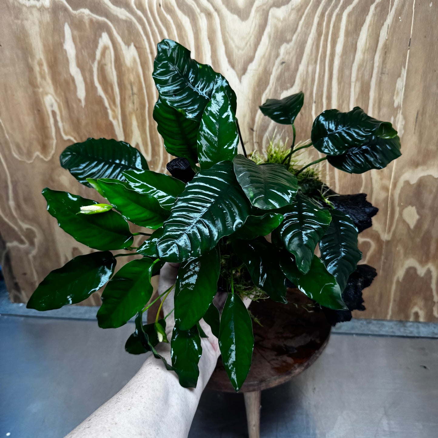 Scapeshop.com.au One Only Double Anubias Driftwood Creation - Coffeefolia & Petite Emerald Heart - One Only Double Anubias Driftwood Creation - Coffeefolia & Petite Emerald Heart - One Only
