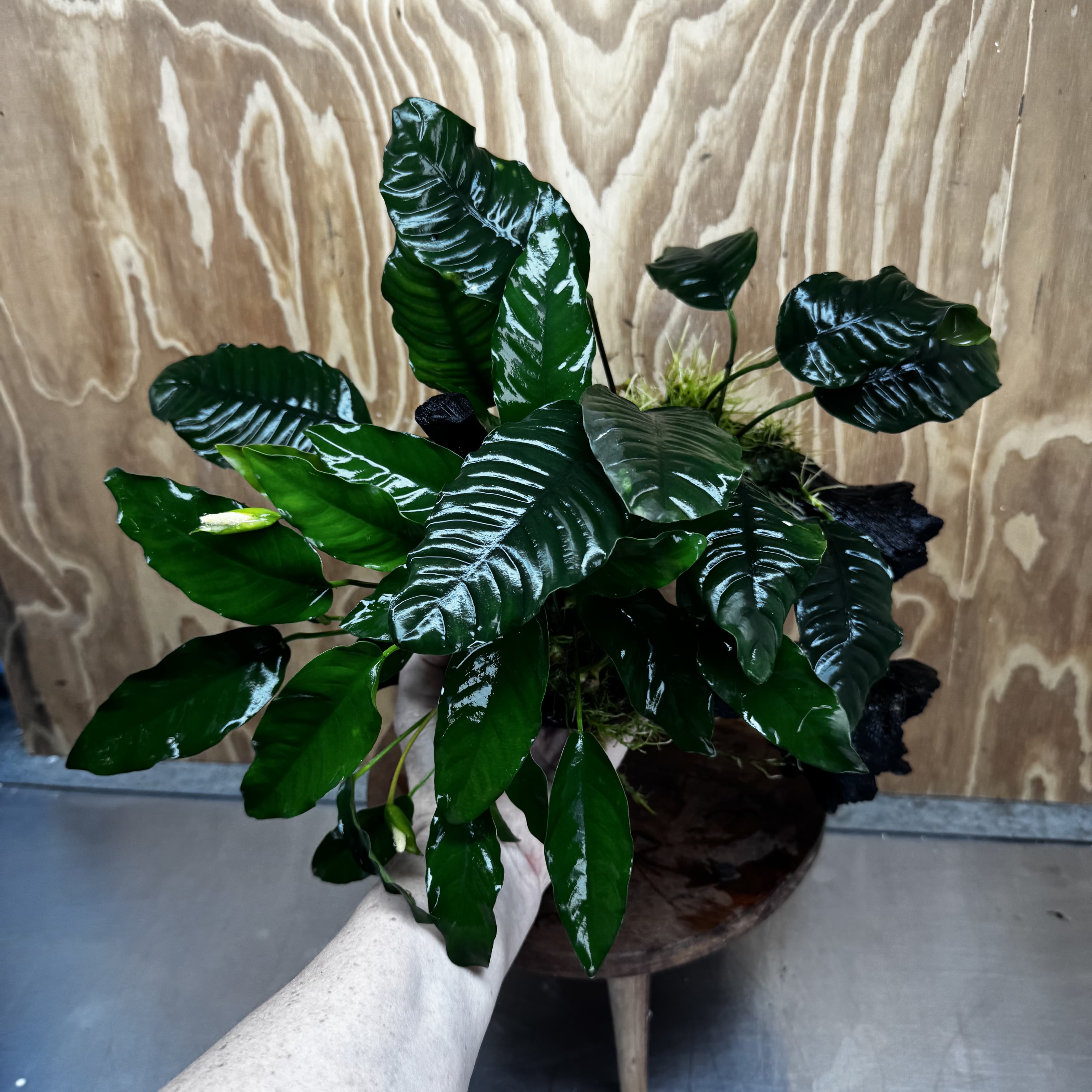 Scapeshop.com.au One Only Double Anubias Driftwood Creation - Coffeefolia & Petite Emerald Heart - One Only Double Anubias Driftwood Creation - Coffeefolia & Petite Emerald Heart - One Only