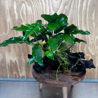 Scapeshop.com.au One Only Double Anubias Driftwood Creation - Coffeefolia & Petite Emerald Heart - One Only Double Anubias Driftwood Creation - Coffeefolia & Petite Emerald Heart - One Only
