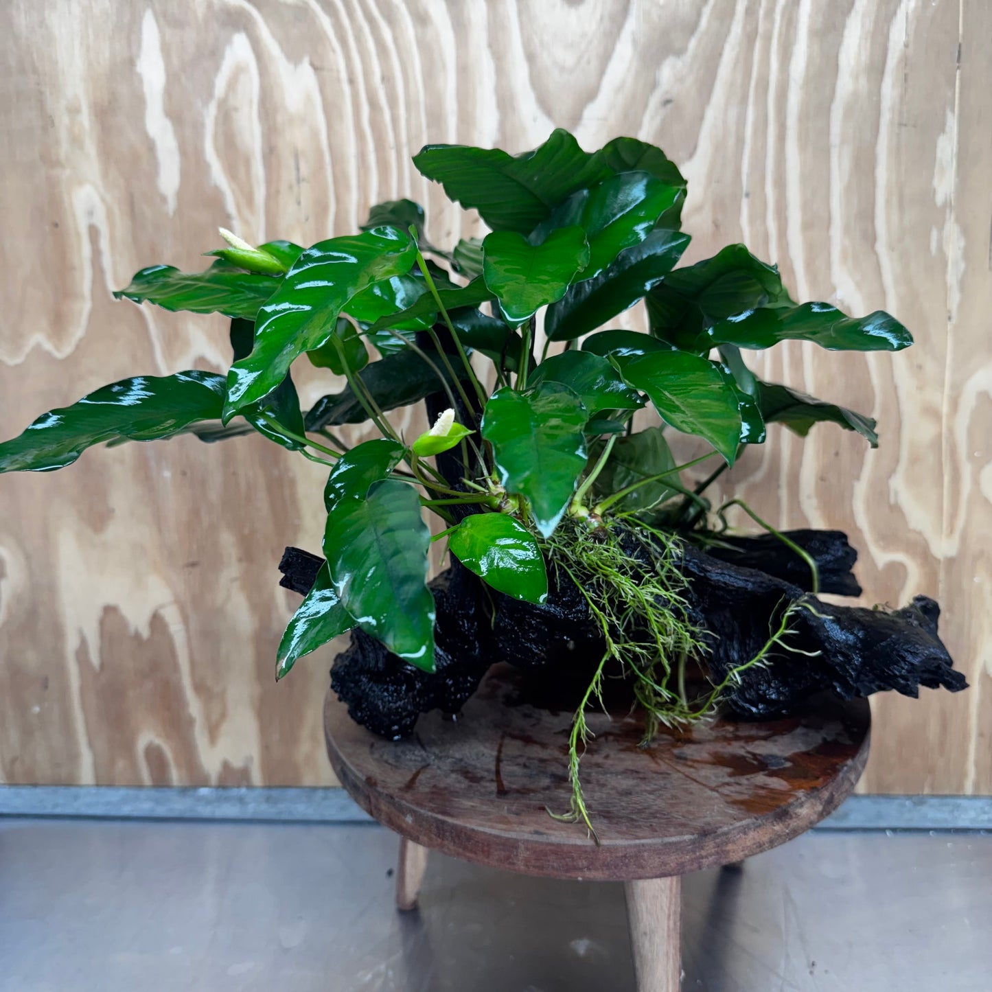 Scapeshop.com.au One Only Double Anubias Driftwood Creation - Coffeefolia & Petite Emerald Heart - One Only Double Anubias Driftwood Creation - Coffeefolia & Petite Emerald Heart - One Only
