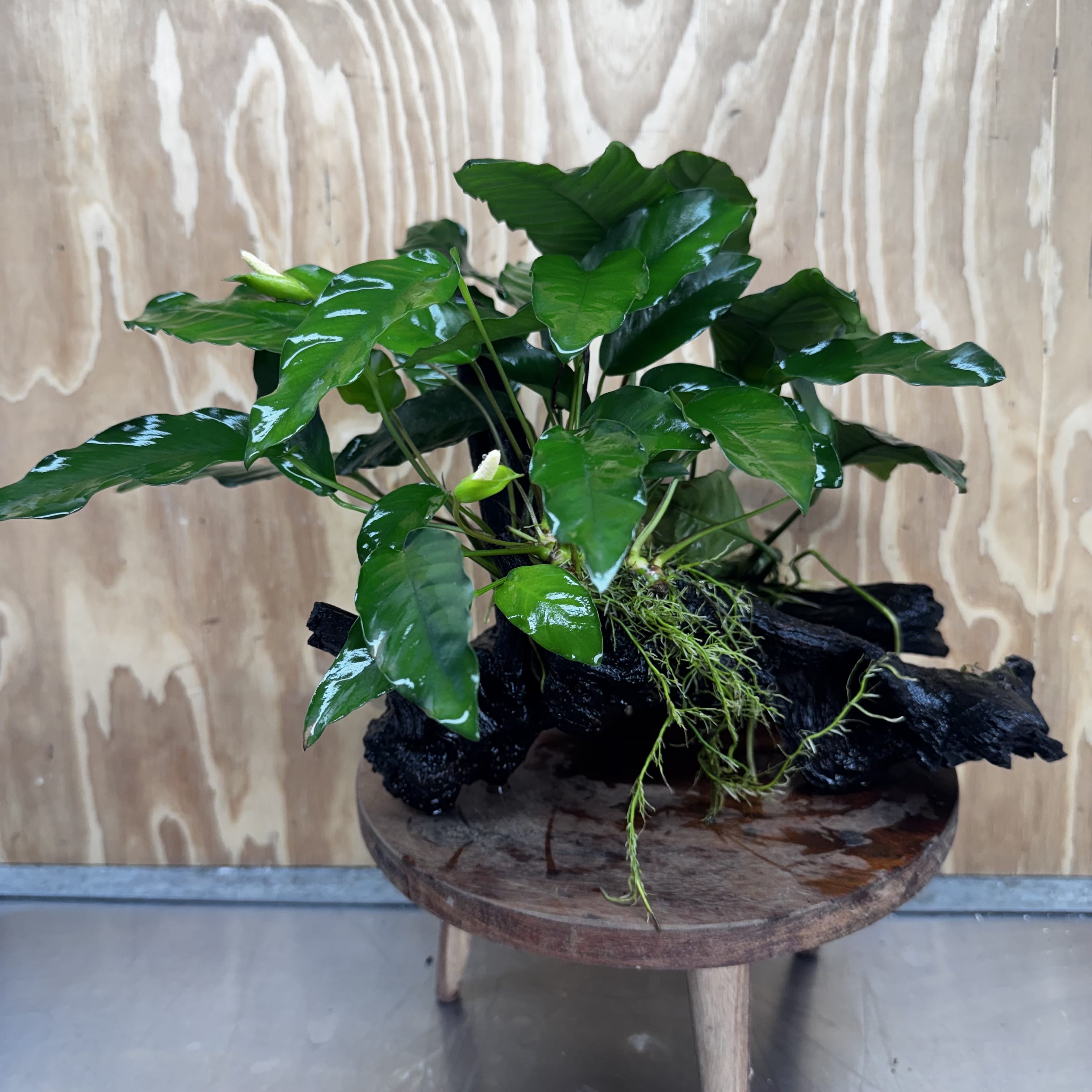 Scapeshop.com.au One Only Double Anubias Driftwood Creation - Coffeefolia & Petite Emerald Heart - One Only Double Anubias Driftwood Creation - Coffeefolia & Petite Emerald Heart - One Only