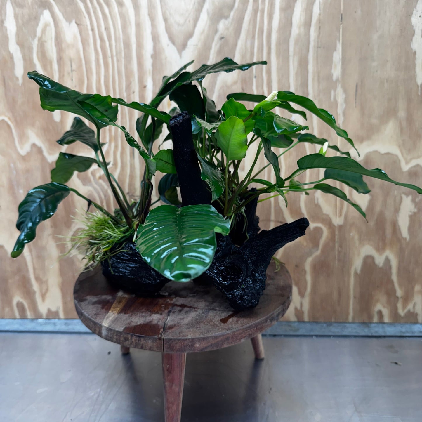 Scapeshop.com.au One Only Double Anubias Driftwood Creation - Coffeefolia & Petite Emerald Heart - One Only Double Anubias Driftwood Creation - Coffeefolia & Petite Emerald Heart - One Only