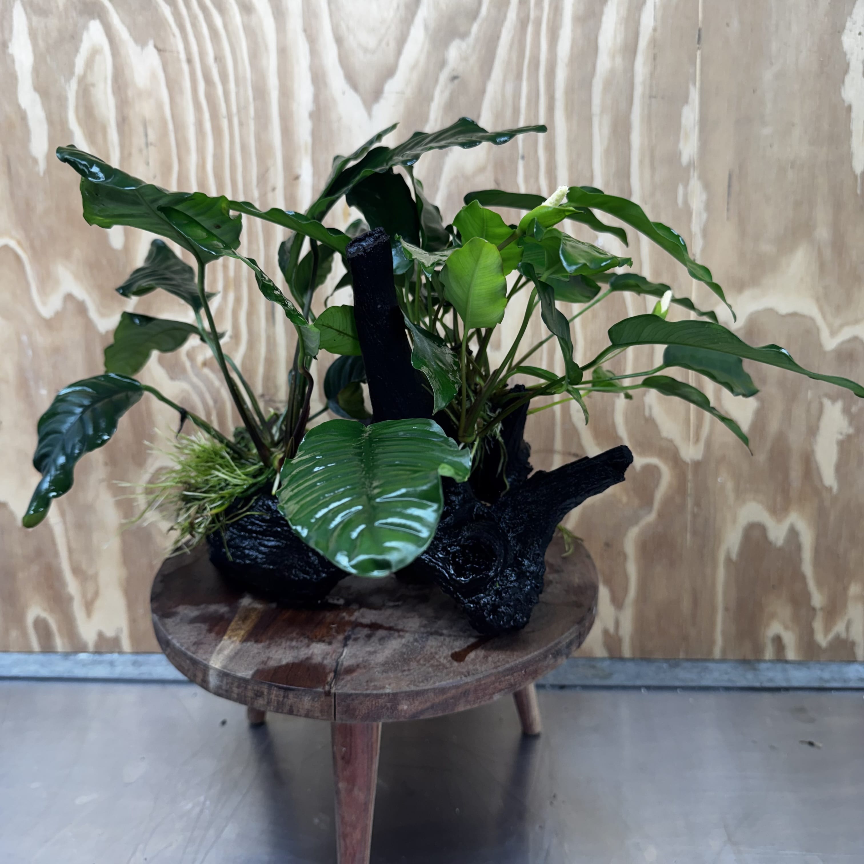 Scapeshop.com.au One Only Double Anubias Driftwood Creation - Coffeefolia & Petite Emerald Heart - One Only Double Anubias Driftwood Creation - Coffeefolia & Petite Emerald Heart - One Only