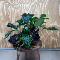 Scapeshop.com.au One Only Double Anubias Driftwood Creation - Coffeefolia & Petite Emerald Heart - One Only Double Anubias Driftwood Creation - Coffeefolia & Petite Emerald Heart - One Only
