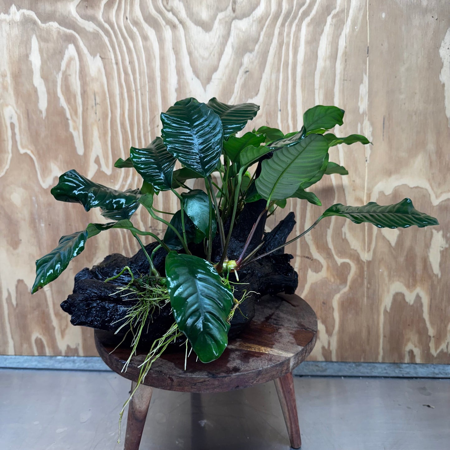 Scapeshop.com.au One Only Double Anubias Driftwood Creation - Coffeefolia & Petite Emerald Heart - One Only Double Anubias Driftwood Creation - Coffeefolia & Petite Emerald Heart - One Only