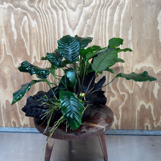 Scapeshop.com.au One Only Double Anubias Driftwood Creation - Coffeefolia & Petite Emerald Heart - One Only Double Anubias Driftwood Creation - Coffeefolia & Petite Emerald Heart - One Only